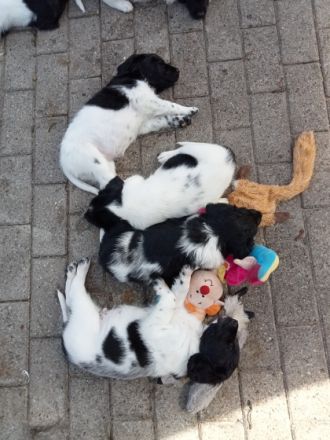 Aus reiner Hobbyzucht habe ich noch 2 Welpen zu