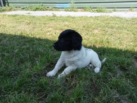 Aus reiner Hobbyzucht habe ich noch 2 Welpen zu