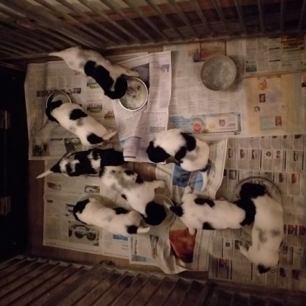 Aus reiner Hobbyzucht habe ich noch 2 Welpen zu