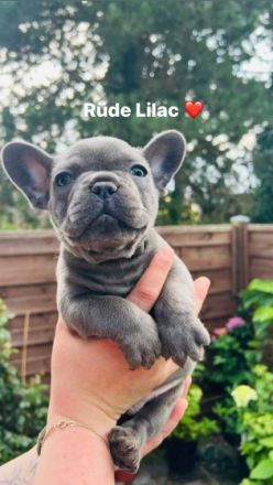 Am 5.Juli 2022 erblickten unsere 7 kleinen Zwerge auf