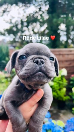 Am 5.Juli 2022 erblickten unsere 7 kleinen Zwerge auf