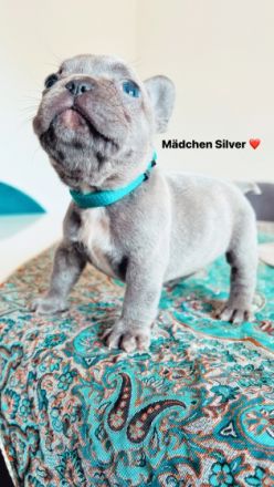 Am 5.Juli 2022 erblickten unsere 7 kleinen Zwerge auf