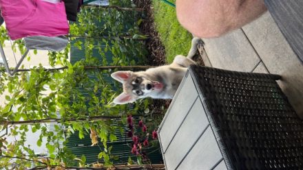 Ich bin Ice , ich bin sehr aufgeschlossener Welpe der