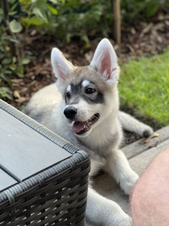 Ich bin Ice , ich bin sehr aufgeschlossener Welpe der