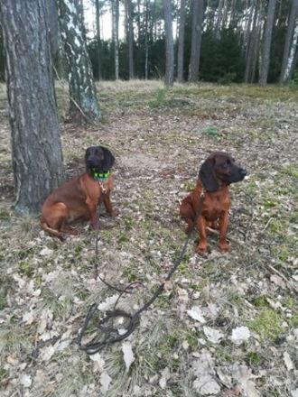 Bayerischer Gebirgsschweißhund aus Dojca Tal (Polen)