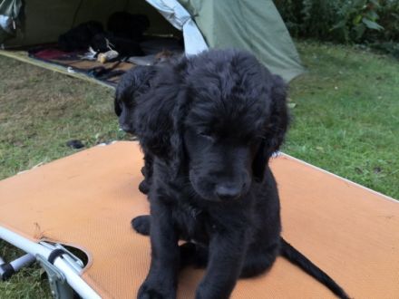 Unsere Hündin (Weimeraner/Schweizersennen) hat