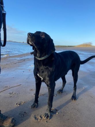 Unsere Hündin (Weimeraner/Schweizersennen) hat