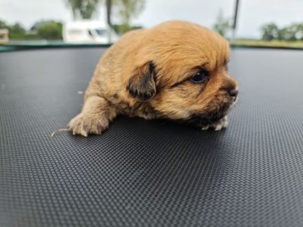 Die kleinen sind am 01.08.2022 geboren . Sie werden an
