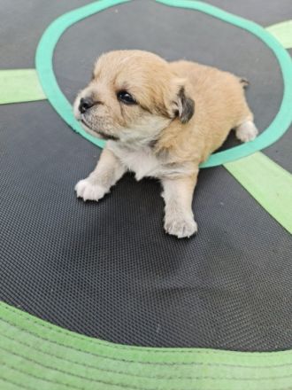Die kleinen sind am 01.08.2022 geboren . Sie werden an