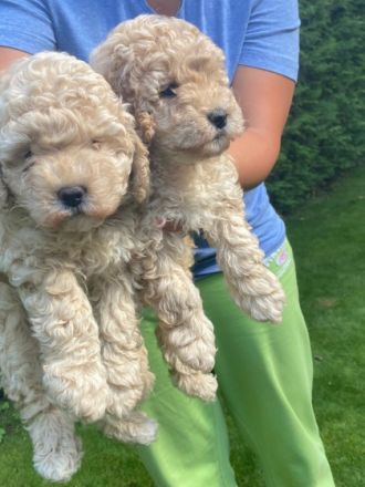 Unsere Zwergpudelhündin hat 3 wunderschöne, kräftige