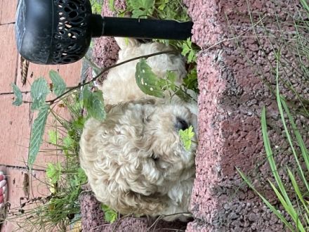 Unsere Zwergpudelhündin hat 3 wunderschöne, kräftige