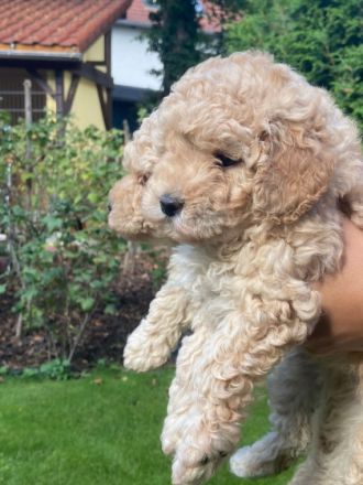 Unsere Zwergpudelhündin hat 3 wunderschöne, kräftige