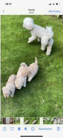 Unsere Zwergpudelhündin hat 3 wunderschöne, kräftige