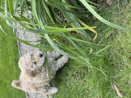 Unsere Zwergpudelhündin hat 3 wunderschöne, kräftige