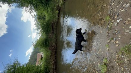 Samantha, Sam ist eine ganz liebe Hündin, die Kinder