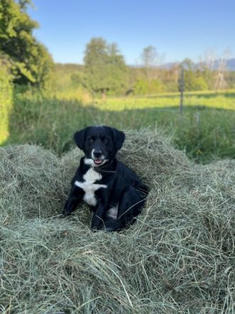 Samantha, Sam ist eine ganz liebe Hündin, die Kinder