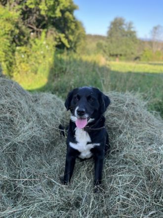 Samantha, Sam ist eine ganz liebe Hündin, die Kinder
