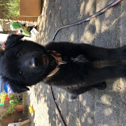 Aragorn und Artos Sind zwei von 3 zuckersüßen Welpen