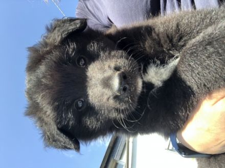 Aragorn und Artos Sind zwei von 3 zuckersüßen Welpen