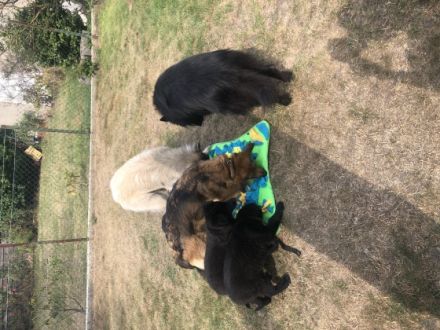 Aragorn und Artos Sind zwei von 3 zuckersüßen Welpen