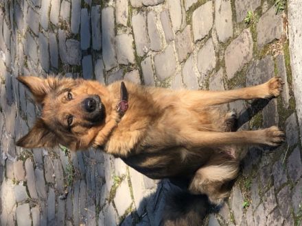 Aragorn und Artos Sind zwei von 3 zuckersüßen Welpen