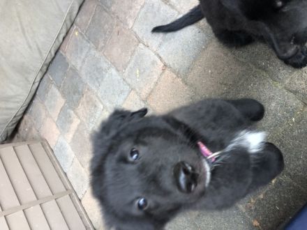 Aragorn und Artos Sind zwei von 3 zuckersüßen Welpen