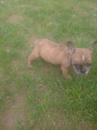 2 wunderschöne französische bulldogge welpen suchen ab