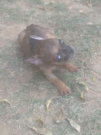 2 wunderschöne französische bulldogge welpen suchen ab