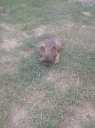 2 wunderschöne französische bulldogge welpen suchen ab