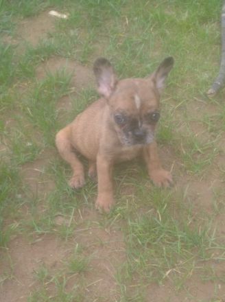 2 wunderschöne französische bulldogge welpen suchen ab