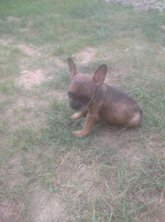 2 wunderschöne französische bulldogge welpen suchen ab
