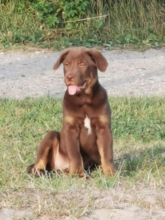 Liebe Hundeliebhaber, Unsere Labrador Hündin Emma hat