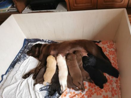 Liebe Hundeliebhaber, Unsere Labrador Hündin Emma hat