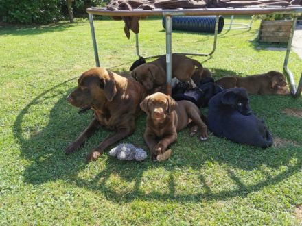 Liebe Hundeliebhaber, Unsere Labrador Hündin Emma hat