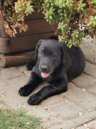 Liebe Hundeliebhaber, Unsere Labrador Hündin Emma hat