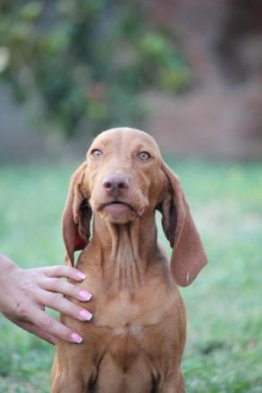 Am 20.April haben unsere Welpen das Licht der Welt