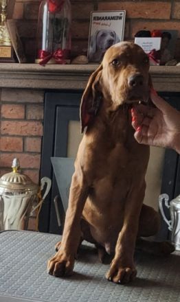 Am 20.April haben unsere Welpen das Licht der Welt