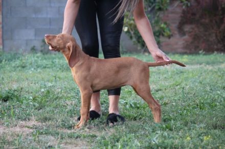 Am 20.April haben unsere Welpen das Licht der Welt