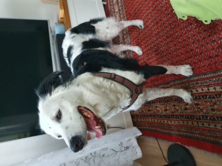 Watson ist 5 1/2 Jahre alt und ich werde ihm