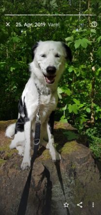 Watson ist 5 1/2 Jahre alt und ich werde ihm