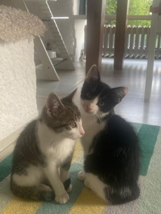 2 Katerchen zum verlieben zu verschenken Von einem Wurf