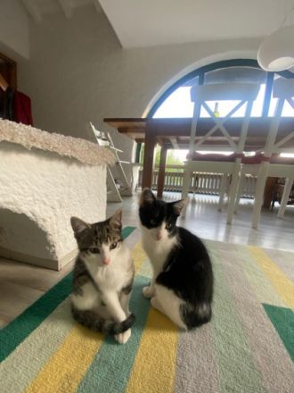 2 Katerchen zum verlieben zu verschenken Von einem Wurf