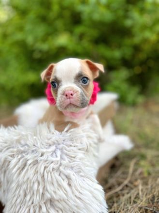 Unsere Old English Bulldog Welpen suchen ab dem 01.09