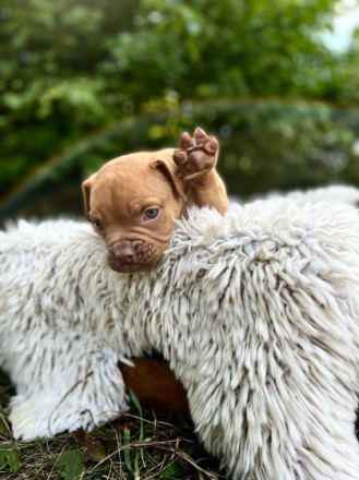 Unsere Old English Bulldog Welpen suchen ab dem 01.09
