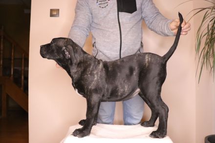 Krzyżanowski Gang Molosów FCI