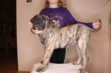 Krzyżanowski Gang Molosów FCI