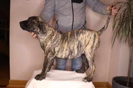 Krzyżanowski Gang Molosów FCI