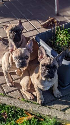 Unsere Chica sucht ihre Eltern auf Lebenszeit.... Habt