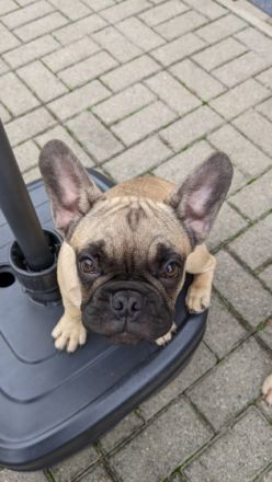 Unsere Chica sucht ihre Eltern auf Lebenszeit.... Habt