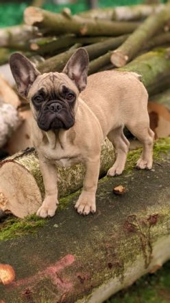 Unsere Chica sucht ihre Eltern auf Lebenszeit.... Habt